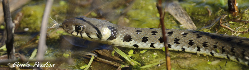 Natrix da identificare
